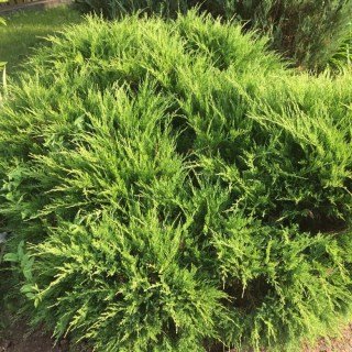 Juniperus_virginiana_Golden_Spring_01