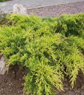 Juniperus_virginiana_Golden_Spring_02