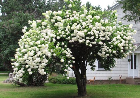 Kalina_Boule_de_Neige_03