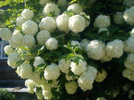 Калина Бульдонеж (Boul de Neige)