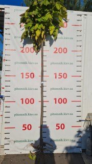 Katalpa_Nana_shtamb_2