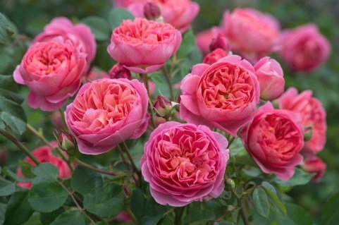 Троянда мініатюрна Кері