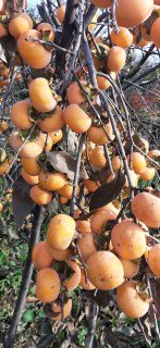 Хурма Прок [2-річна в контейнері 5л.]