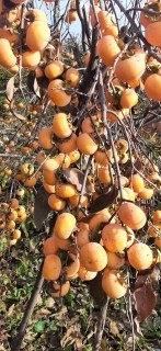 Хурма сорт Памяти Черняева, саженцы