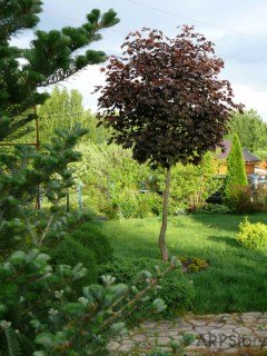 Klen_Red_Royal_stamb_pitomnik.kiev.ua1