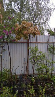 Klen_Red_Royal_stamb_pitomnik.kiev.ua5