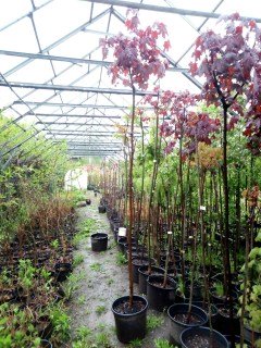 Клен червонолистий Роял Ред на штамбі [штамб від 180 до 200см, контейнер, 3-річний (big pack)]