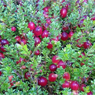 Журавлина Бен Лір (Ben Lear)