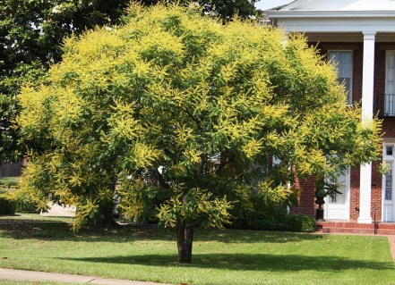 Koelreuteria-paniculata-01