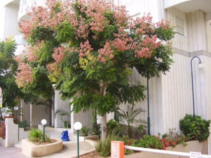 Кельрейтерія метельчата, мильне дерево (Koelreuteria paniculata) [2-річна з відкритим коренем]