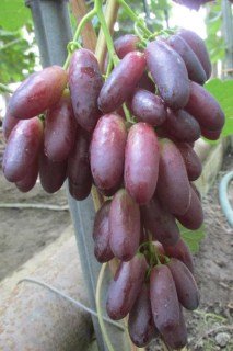 Виноград Красава