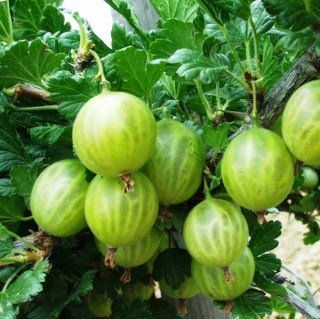 Агрус Джерело [2-річний з відкритим коренем]