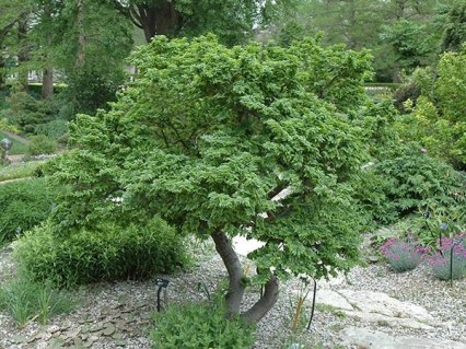 Вяз Жаклин Хиллер (Jacqueline Hillier)