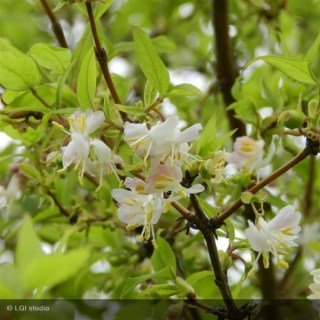 Жимолість запашна (Lonicera fragrantissima)