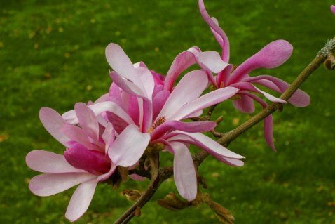 Магнолия Лебнера Леонард Массел (Leonard Messel)