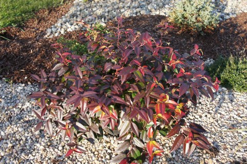 Леукотое Зебонард Ловіта. (Leucothoe Lovita)