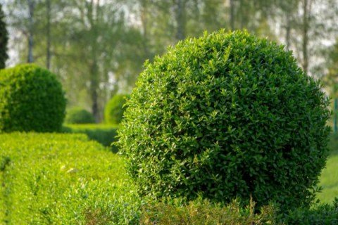 Ligustrum-vulgare-780x520