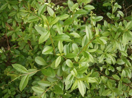 Ligustrum_vulgare_01