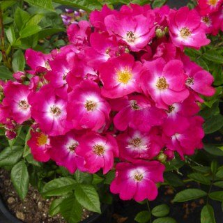 Троянда ґрунтопокривна Ліпстик (Lipstick)