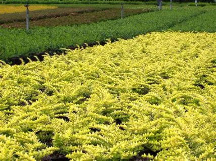 Жимолость шапкова Голден Глоу (Lonicera pileata Golden Glow)