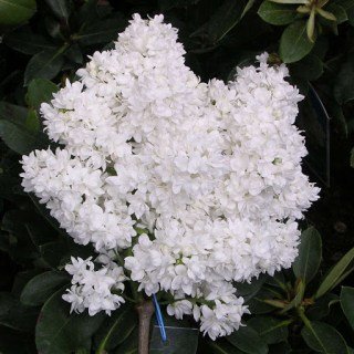 Бузок Мадам Лемуа [2-річний в контейнері]