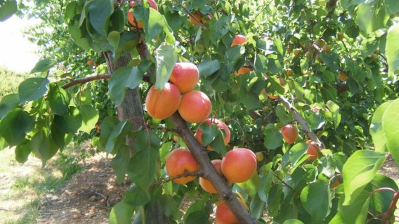 Magic-Cot-apricot-04