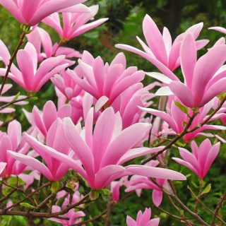 Магнолия Бетти (Magnolia Betty)