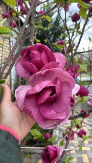 Магнолія Блек Тюлип (Black Tulip)