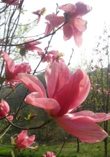 Magnolia-Daybreak-02