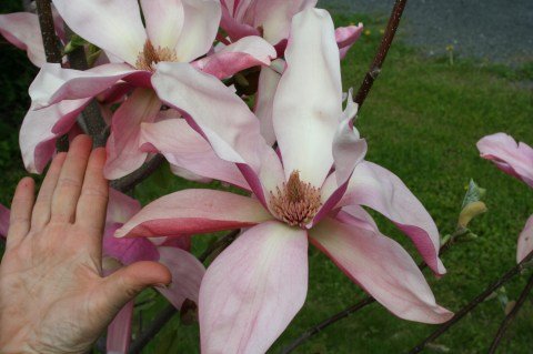 Магнолия Дейбрейк (Daybreack) [30-40см, контейнер]