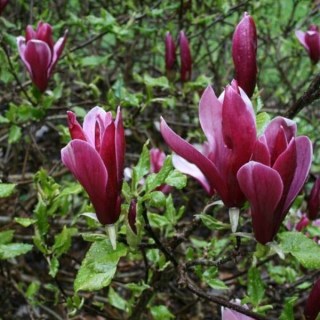 Magnolia-Nigra-4