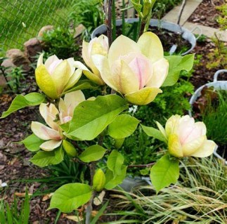 Magnolia-Sunsation_02