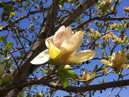 Magnolia-Sunsation_06
