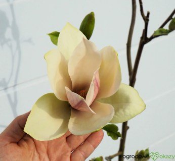 Magnolia-Sunsation_07