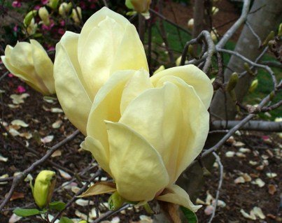 Магнолия Еллоу Лантерн (Yellow Lantern) [40-50см, контейнер]