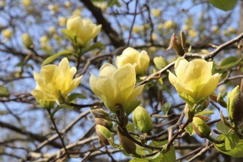 Magnolia.Lois_.5-scaled