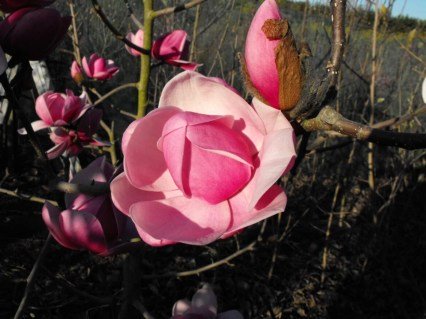 Магнолия Брикстон Бель (Magnolia Brixton Belle)