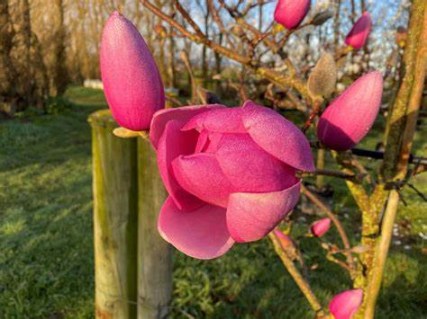 Magnolia_Brixton_Belle_04