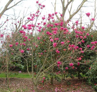 Magnolia_Cleopatra_01