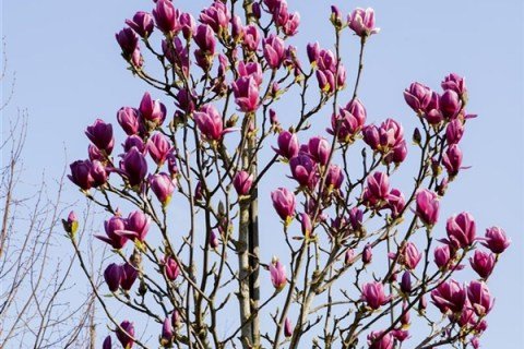 Magnolia_Cleopatra_02