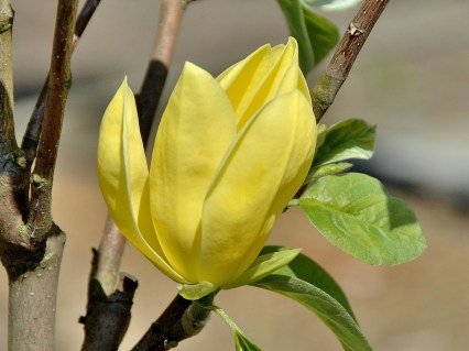 Магнолія Дафне (Magnolia Daphne)