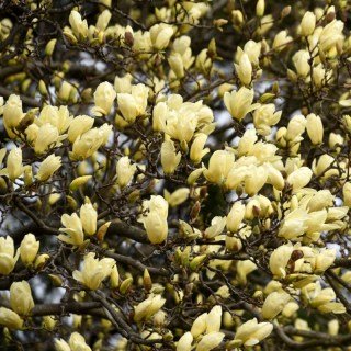 Magnolia_Elizabeth_04