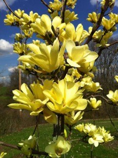 Magnolia_Golden_Dream_01