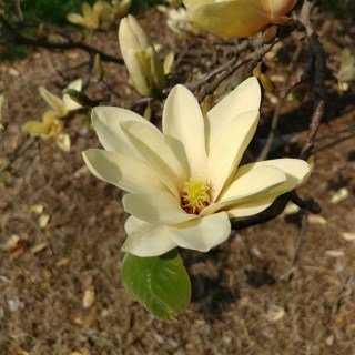 Магнолія Лемонейд (Lemonade)