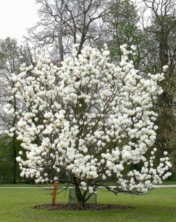 Magnolia_Lennei_Alba_02