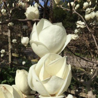 Магнолія Суланжа Ленней Альба (Lennei Alba)