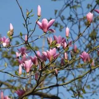 Магнолія Пінк Айс (Pink Ice)