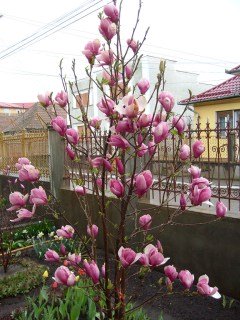 Magnolia_Rustica_Rubra_02
