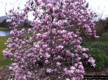 Magnolia_Rustica_Rubra_03