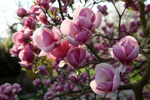 Magnolia_Rustica_Rubra_04